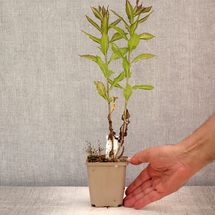 Ejemplar de Phlox paniculata Blind Lion Godet de 8/9 cm entregado en verano