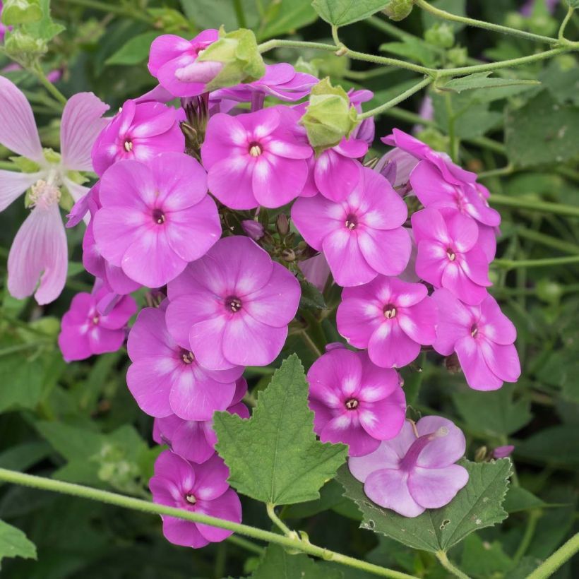 Phlox paniculata Blue Paradise (Floración)