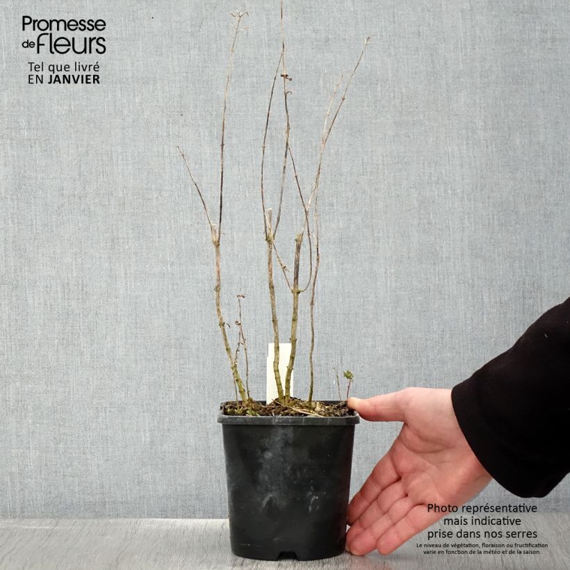 Phlox paniculata Blue Paradise Maceta 1,5L/2L Ejemplar entregado en invierno