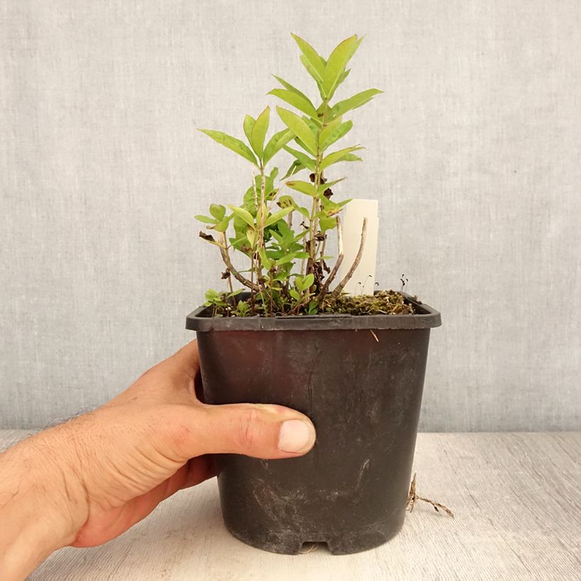 Ejemplar de Phlox paniculata Butonik Maceta 2L/3L entregado en verano
