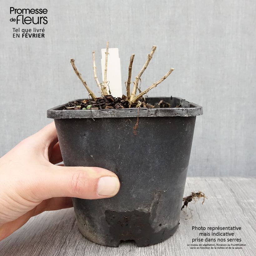 Phlox paniculata Butonik Maceta 2L/3L Ejemplar entregado en invierno