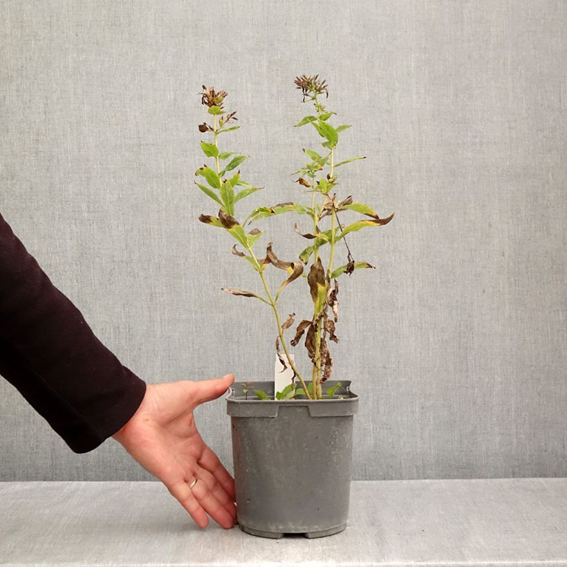 Ejemplar de Phlox paniculata Cleopatra Maceta 2L/3L entregado en otoño