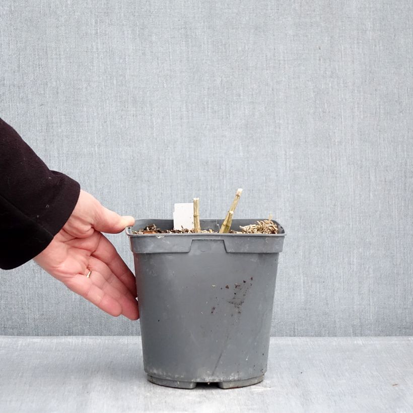 Phlox paniculata Cleopatra Maceta 2L/3L Ejemplar entregado en invierno