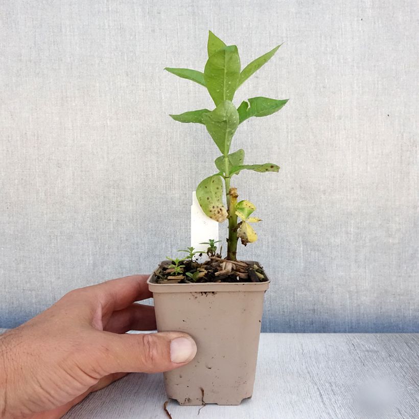 Ejemplar de Phlox paniculata Coral Flame Maceta de 8/9 cm entregado en verano