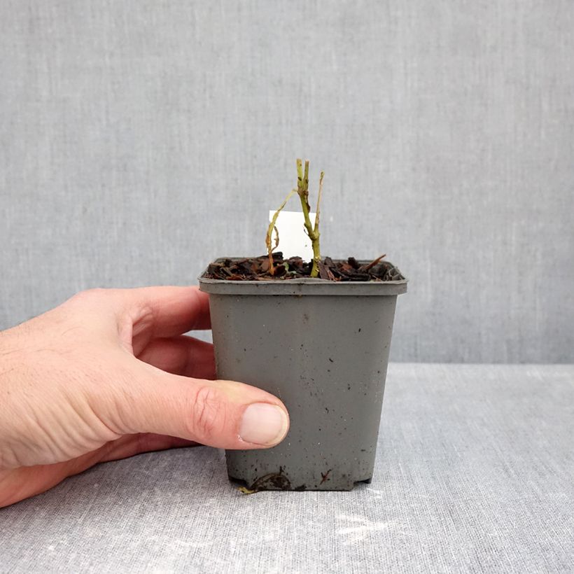 Ejemplar de Phlox paniculata Elisabeth Maceta de 8/9 cm entregado en otoño