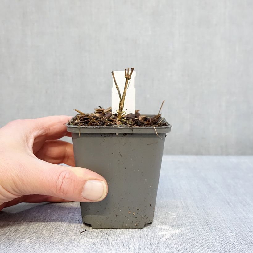 Phlox paniculata Elisabeth Maceta de 8/9 cm Ejemplar entregado en invierno