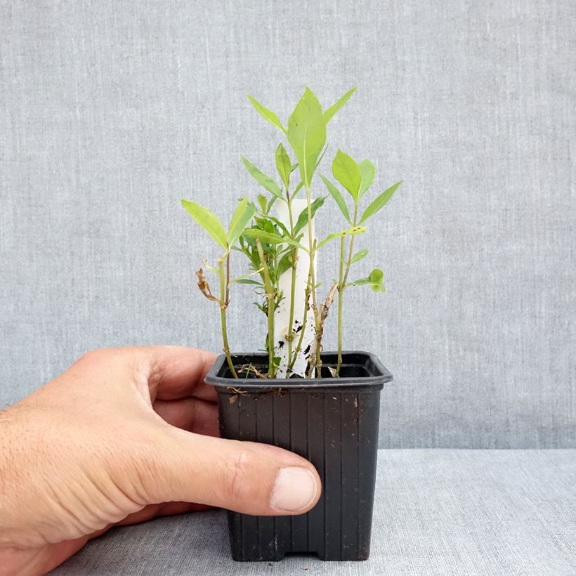 Ejemplar de Phlox paniculata Elisabeth Maceta de 8/9 cm entregado en verano