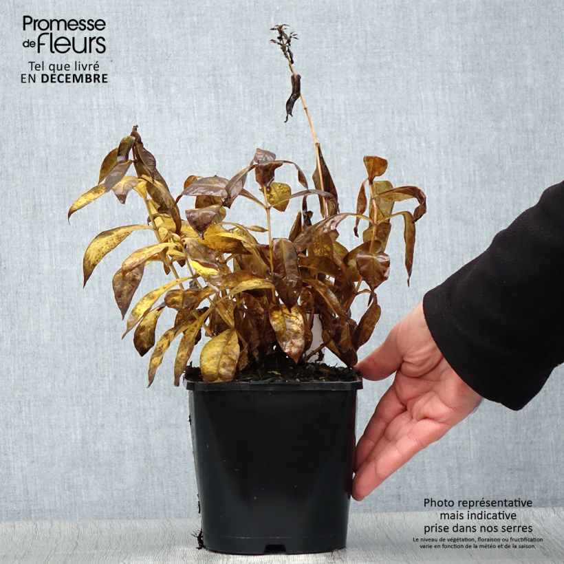 Phlox paniculata Famous Cerise Maceta 1,5L/2L Ejemplar entregado en invierno