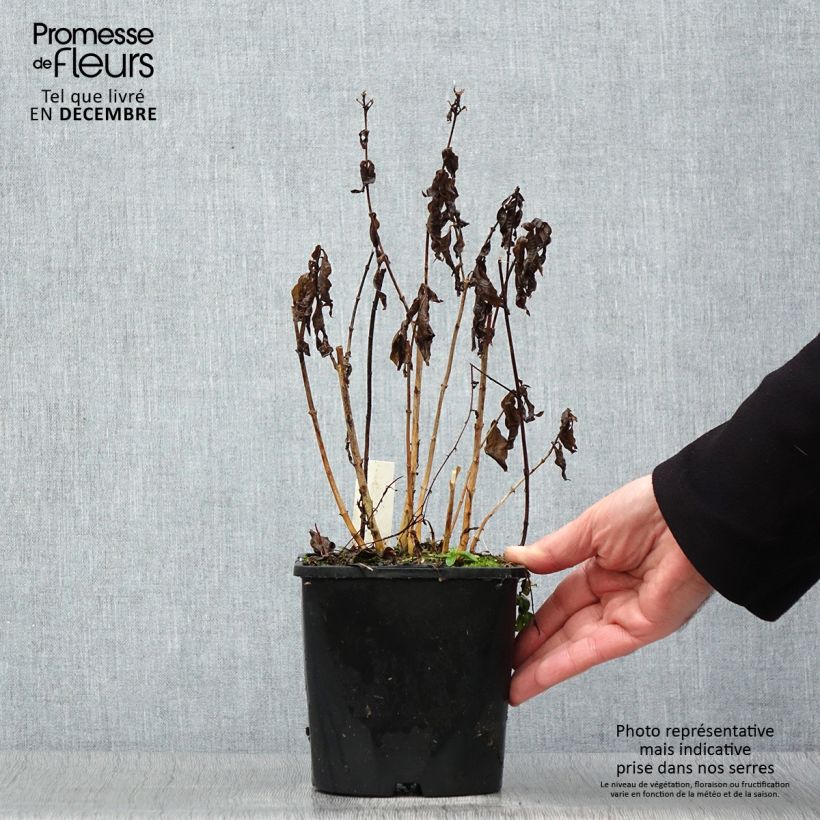 Phlox paniculata Famous Light Pink Maceta 2L/3L Ejemplar entregado en invierno