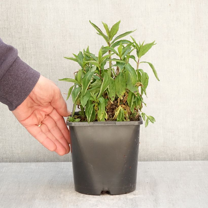 Phlox paniculata Famous Light Pink Maceta 2L/3L Ejemplar entregado en la primavera