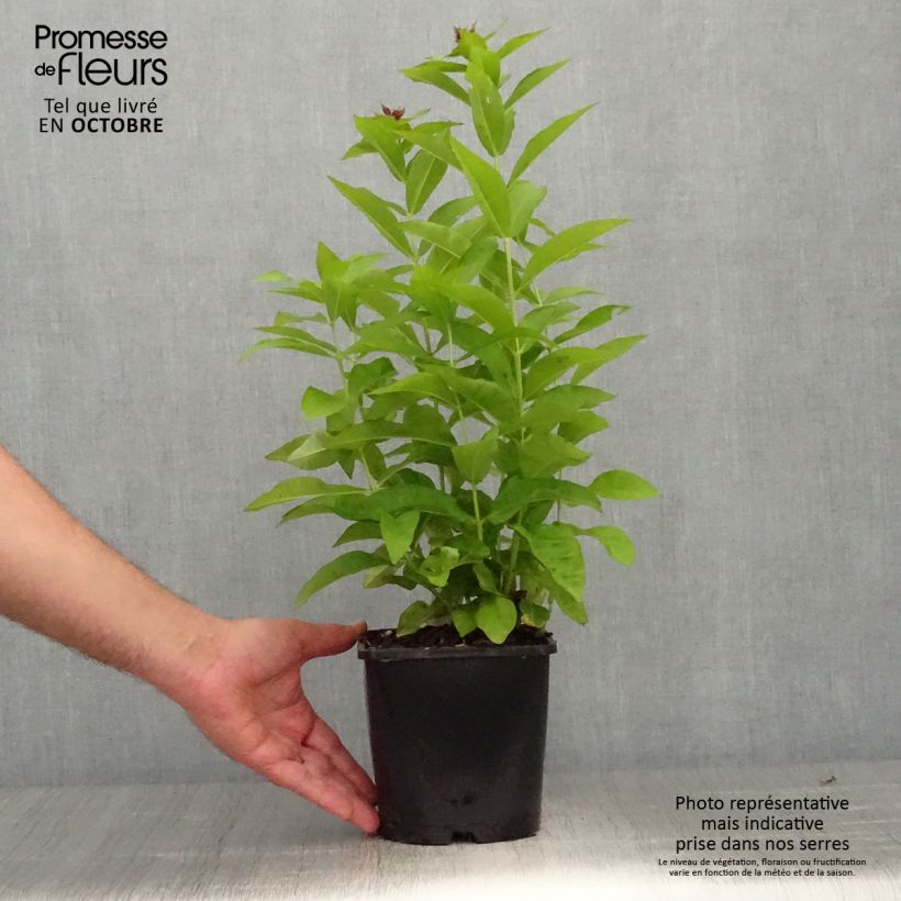 Ejemplar de Phlox paniculata Famous Purple Maceta 2L/3L entregado en otoño