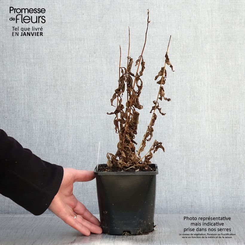 Phlox paniculata Famous Purple Maceta 2L/3L Ejemplar entregado en invierno
