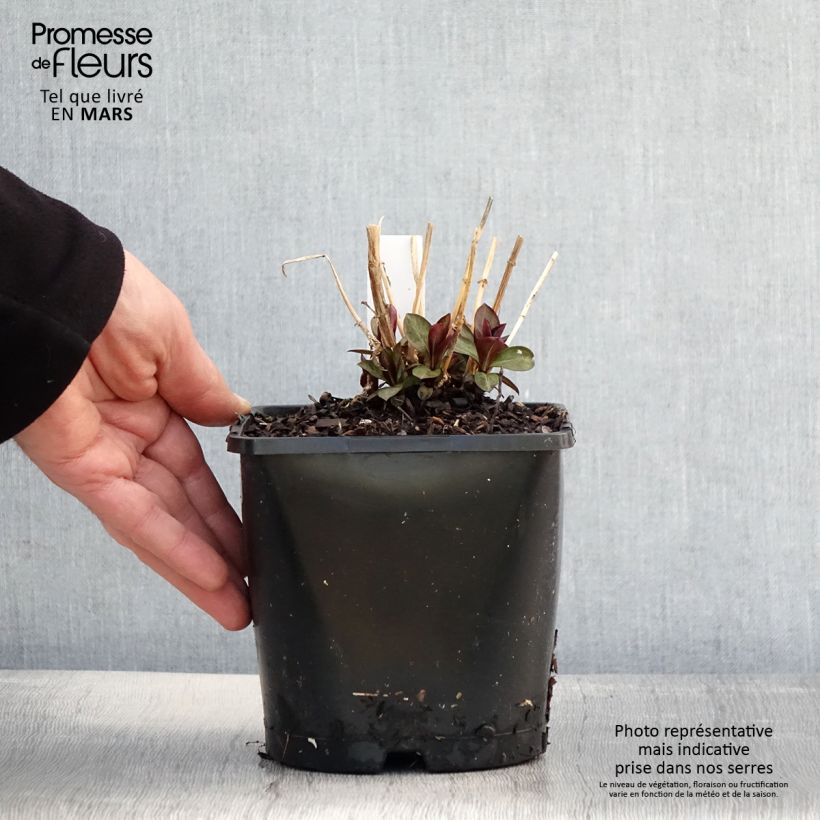 Phlox paniculata Famous Purple Maceta 2L/3L Ejemplar entregado en la primavera