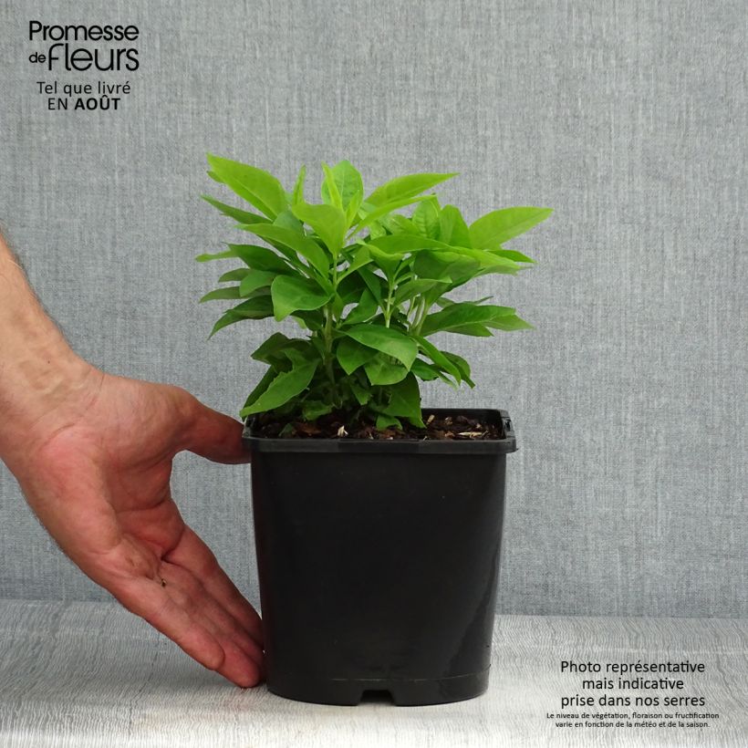 Ejemplar de Phlox paniculata Famous White Maceta 2L/3L entregado en verano