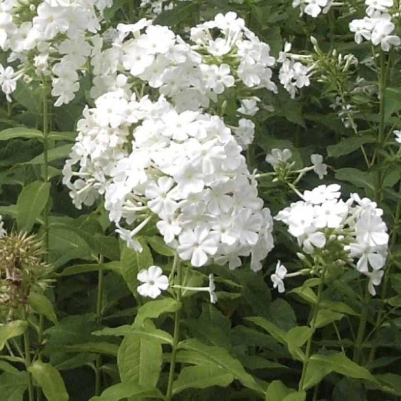 Phlox paniculata Fujiyama (Porte)