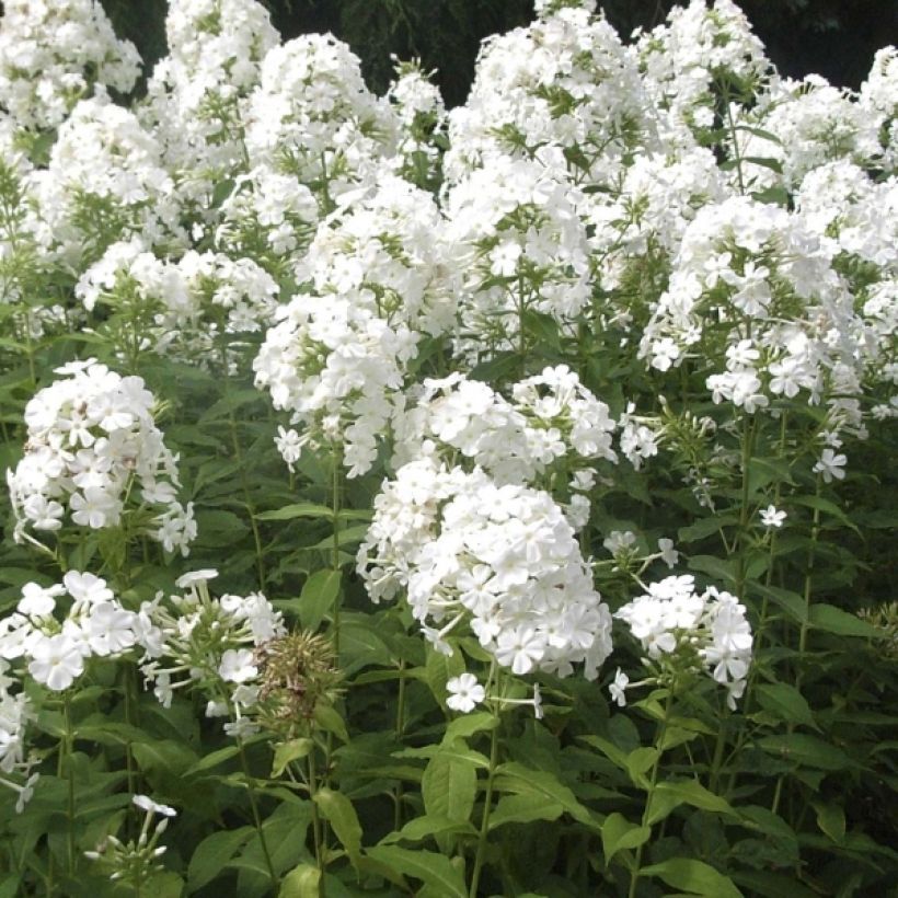 Phlox paniculata Fujiyama (Floración)