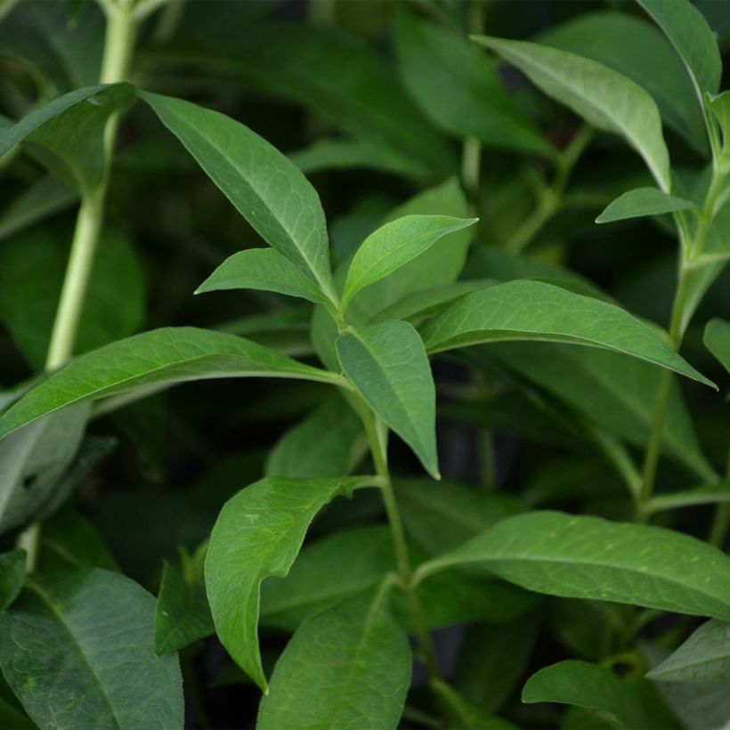Phlox paniculata Fujiyama (Follaje)