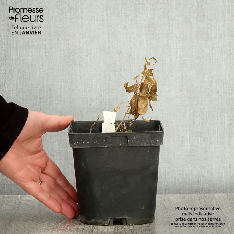 Phlox paniculata Fujiyama Maceta 2L/3L Ejemplar entregado en invierno