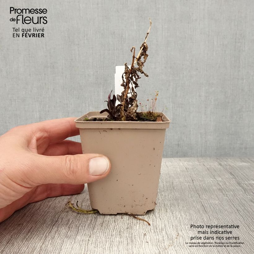 Phlox paniculata Goldmine Maceta de 8/9 cm Ejemplar entregado en invierno