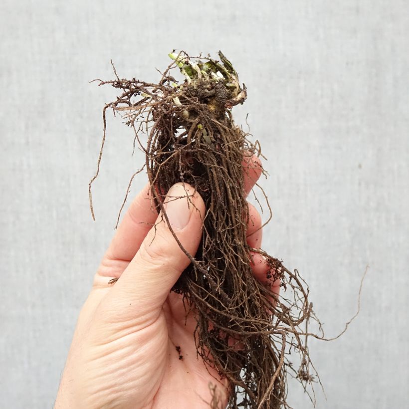 Phlox paniculata Graf Zeppelin Raíces desnudas Ejemplar entregado en invierno