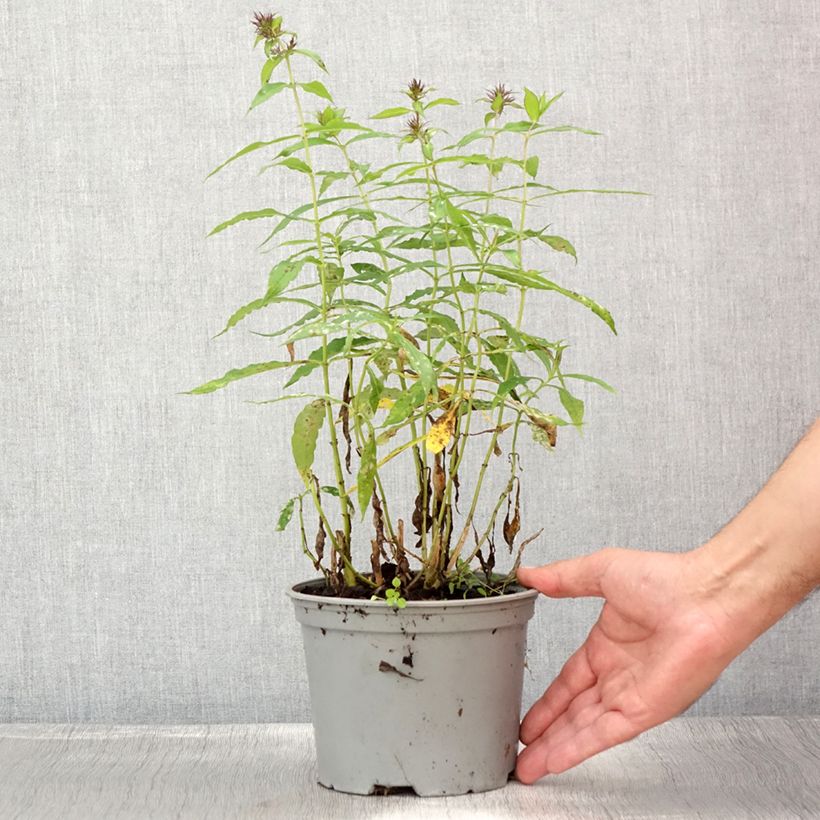 Ejemplar de Phlox paniculata Hesperis Maceta 2L/3L entregado en verano