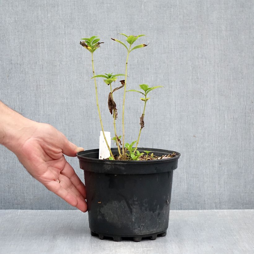 Ejemplar de Phlox paniculata Jade Maceta 2L/3L entregado en otoño