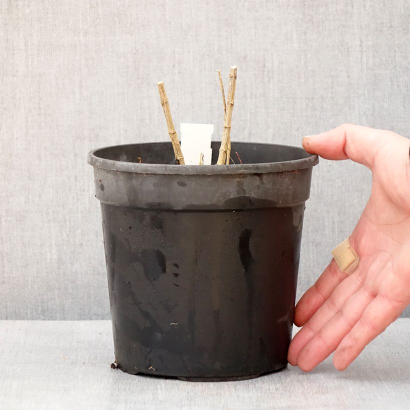 Phlox paniculata Jade Maceta 2L/3L Ejemplar entregado en invierno