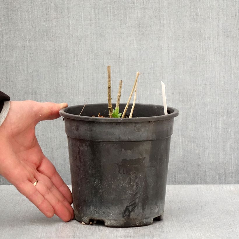 Phlox paniculata Jade Maceta 2L/3L Ejemplar entregado en la primavera