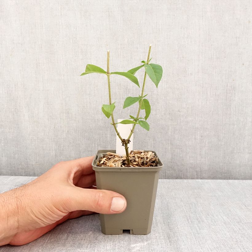 Ejemplar de Phlox paniculata Jeana Maceta de 8/9 cm entregado en otoño