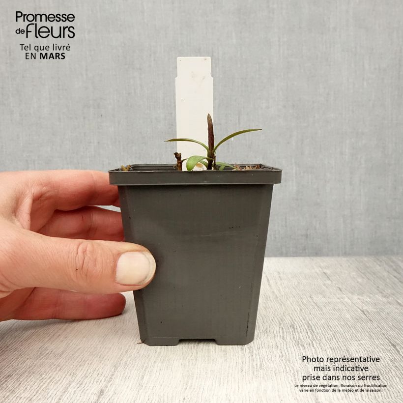 Phlox paniculata Jeana Maceta de 8/9 cm Ejemplar entregado en la primavera