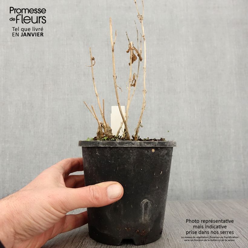 Phlox paniculata Laura Maceta 1,5L/2L Ejemplar entregado en invierno