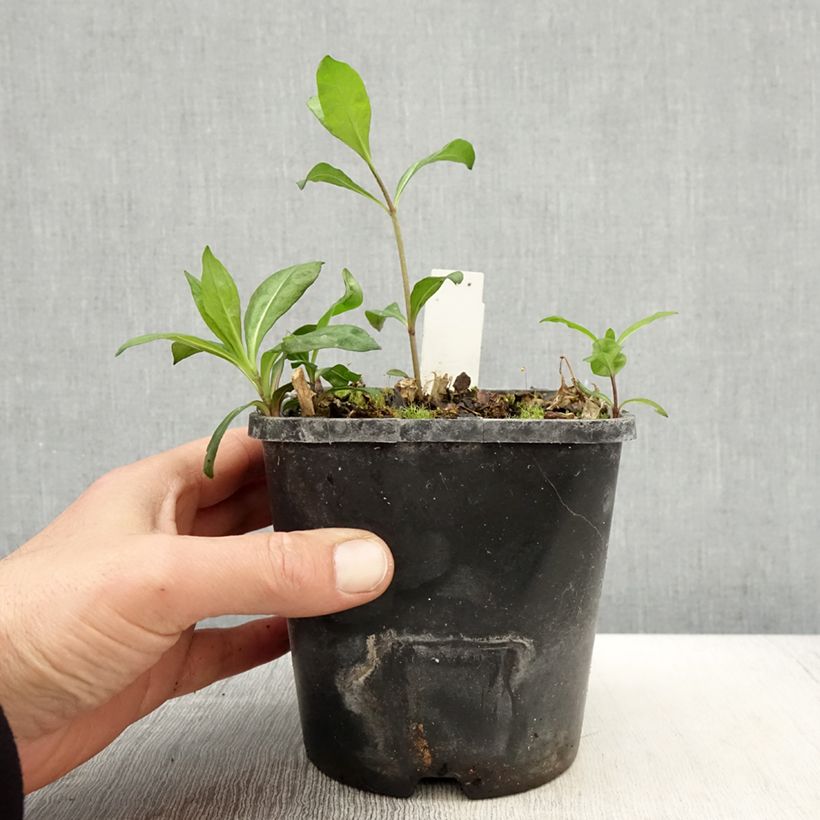 Phlox paniculata Laura Maceta 1,5L/2L Ejemplar entregado en la primavera