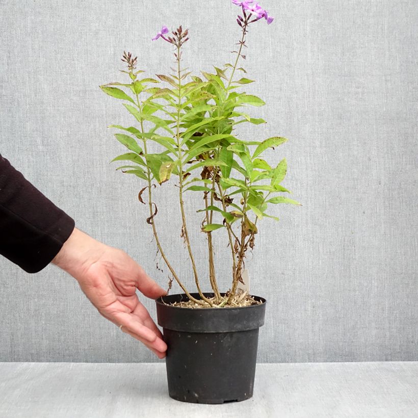 Ejemplar de Phlox paniculata Little Laura Maceta 2L/3L entregado en otoño