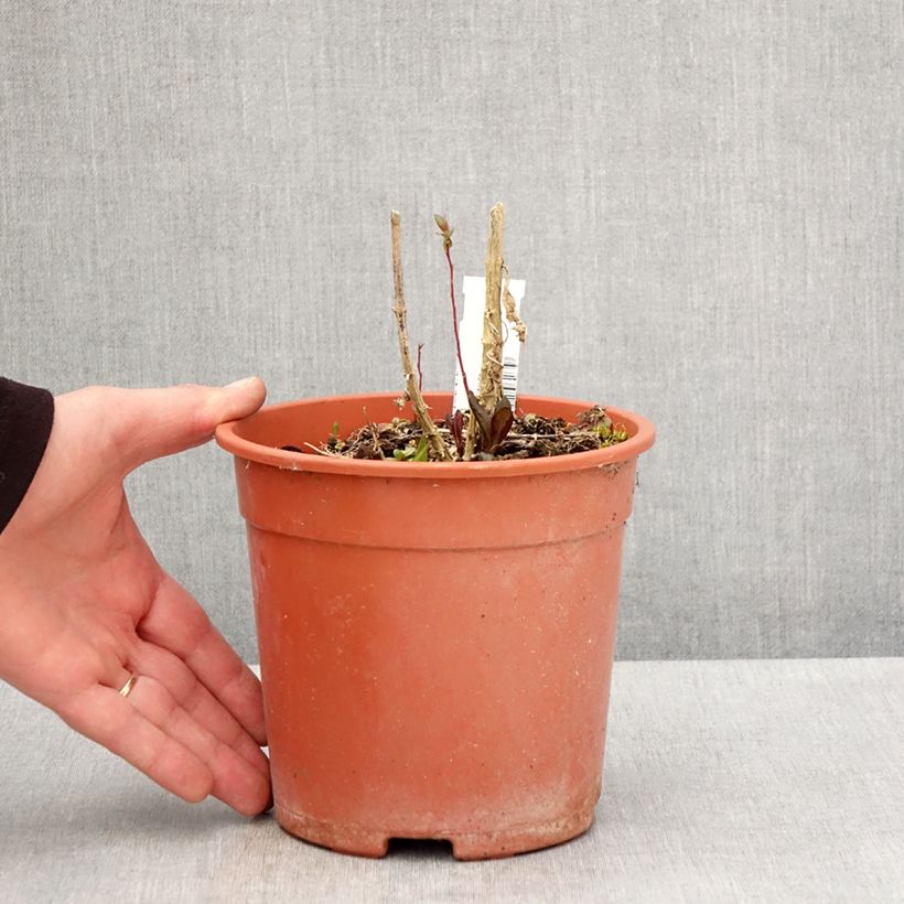 Phlox paniculata Little Laura Maceta 2L/3L Ejemplar entregado en la primavera