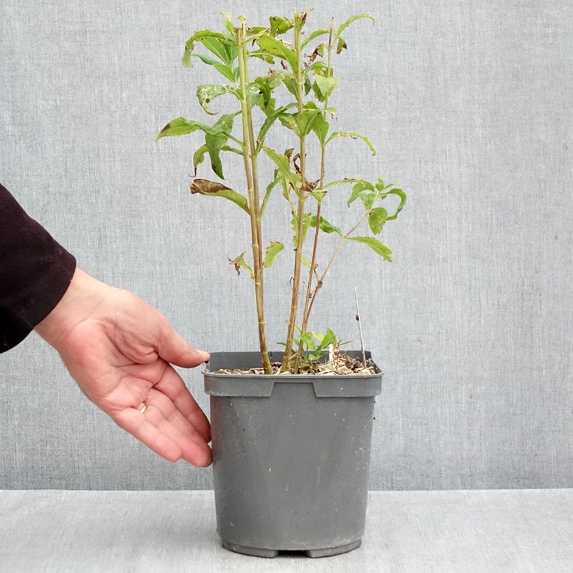 Ejemplar de Phlox paniculata Mike's Favourite Maceta 2L/3L entregado en otoño