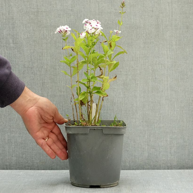 Ejemplar de Phlox paniculata Mike's Favourite Pot de 2L/3L entregado en verano