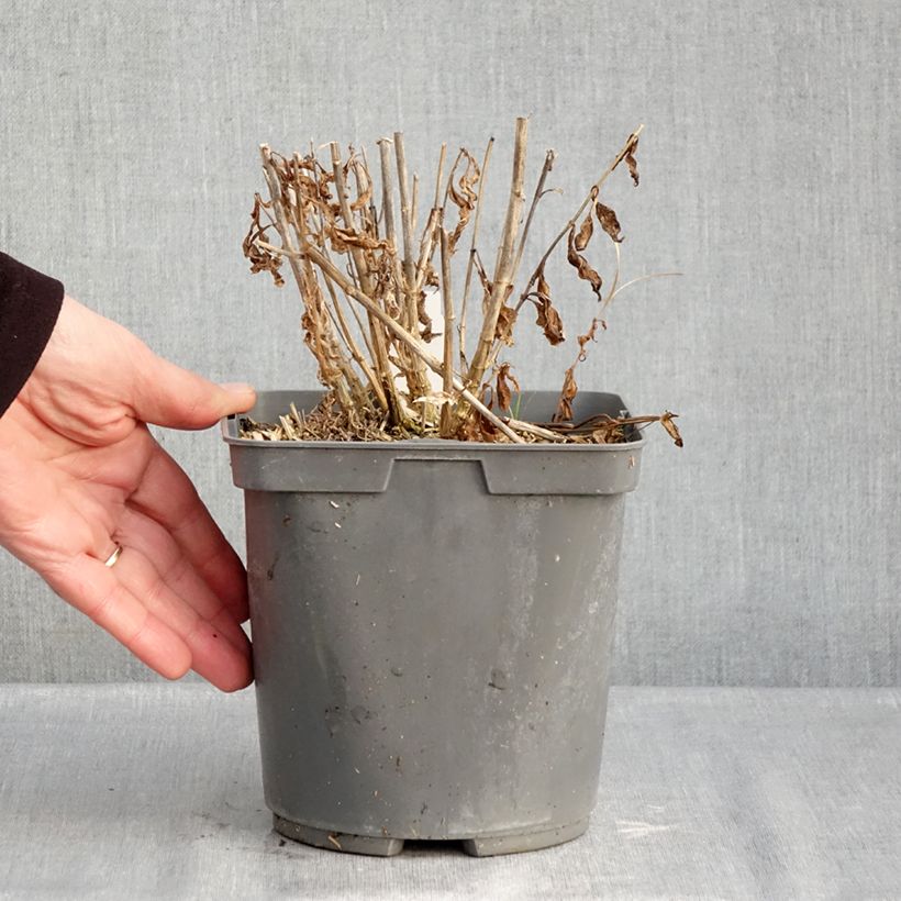 Phlox paniculata Mike's Favourite Maceta 2L/3L Ejemplar entregado en invierno