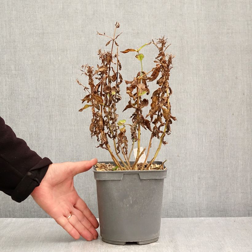 Ejemplar de Phlox paniculata Modern Art Maceta 2L/3L entregado en otoño