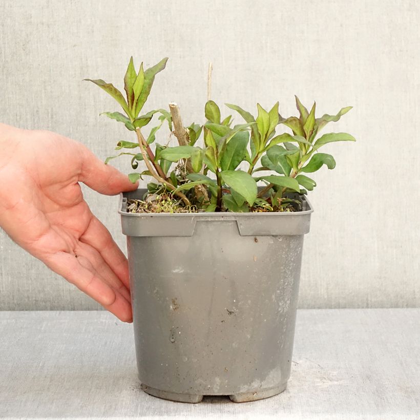 Phlox paniculata Modern Art Maceta 2L/3L Ejemplar entregado en la primavera