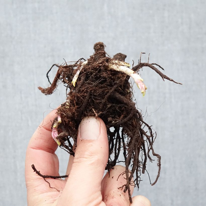 Phlox paniculata Modern Art Raíces desnudas Ejemplar entregado en invierno