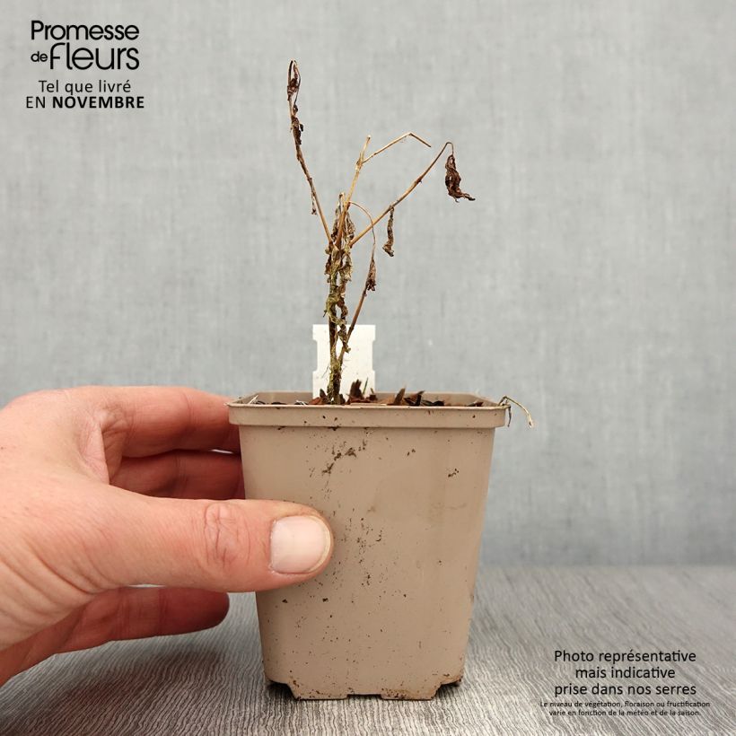 Ejemplar de Phlox paniculata Olympus Maceta de 8/9 cm entregado en otoño