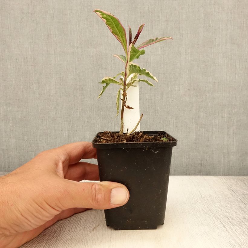 Ejemplar de Phlox paniculata Olympus Maceta de 8/9 cm entregado en verano
