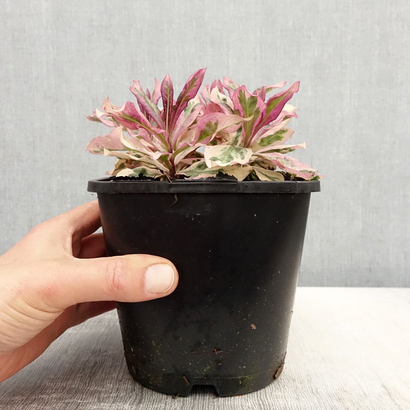 Phlox paniculata Olympus Maceta 1,5L/2L Ejemplar entregado en la primavera