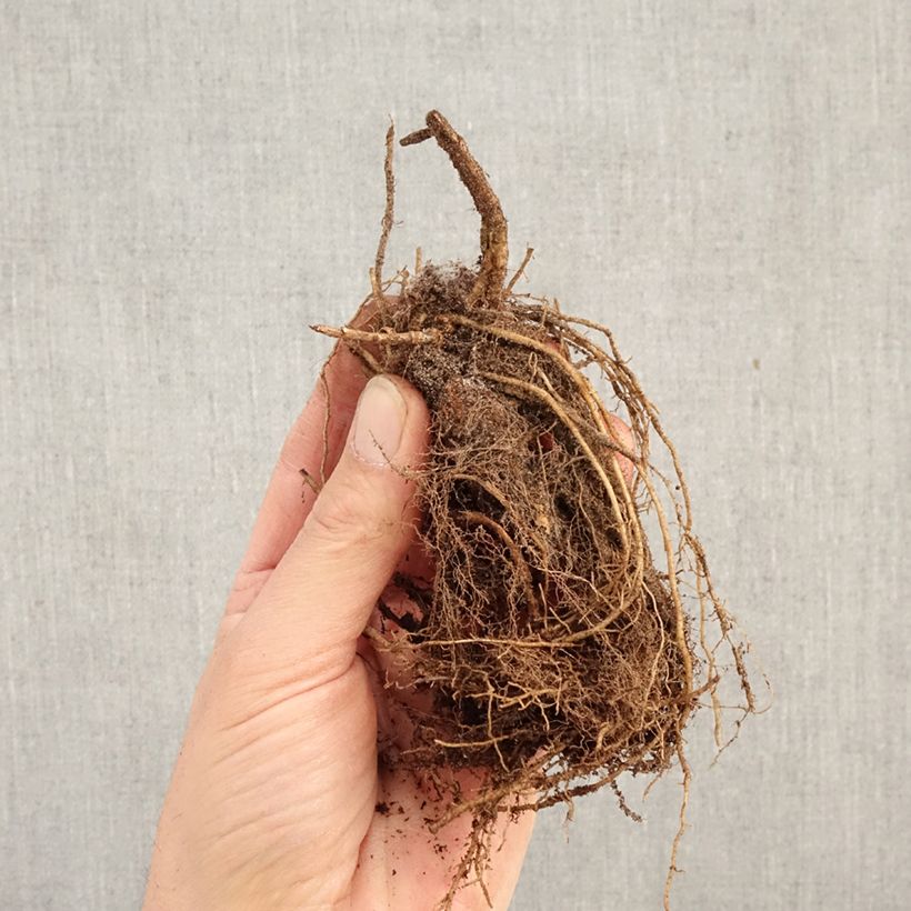 Phlox paniculata Olympus Raíces desnudas Ejemplar entregado en invierno