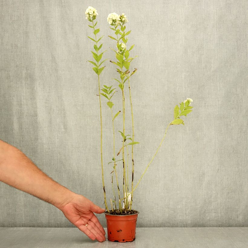 Ejemplar de Phlox paniculata Orchid Green Maceta de 12 cm / 13 cm entregado en verano