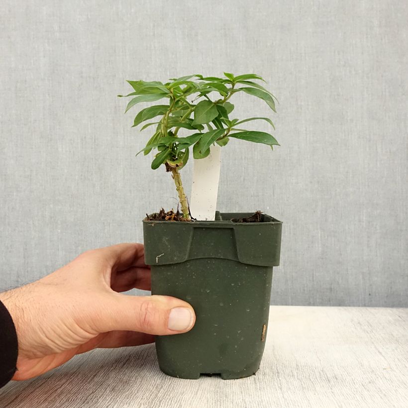 Ejemplar de Phlox paniculata Peppermint Twist Maceta de 8/9 cm entregado en otoño