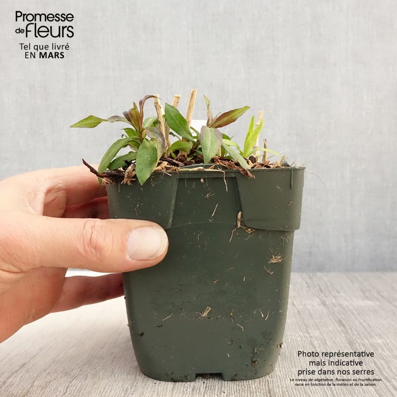 Phlox paniculata Peppermint Twist Maceta de 8/9 cm Ejemplar entregado en la primavera