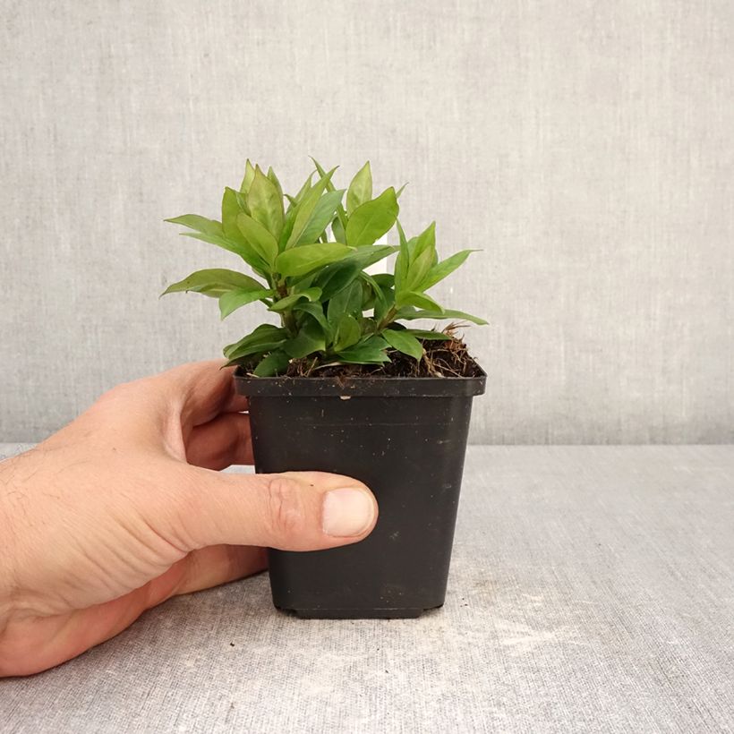 Phlox paniculata Pink Eye Flame Maceta de 8/9 cm Ejemplar entregado en la primavera