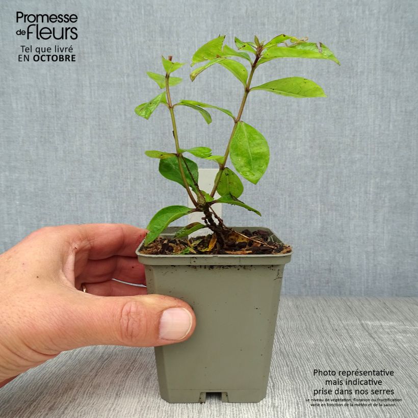 Ejemplar de Phlox paniculata Purple Eye Flame Maceta de 8/9 cm entregado en otoño
