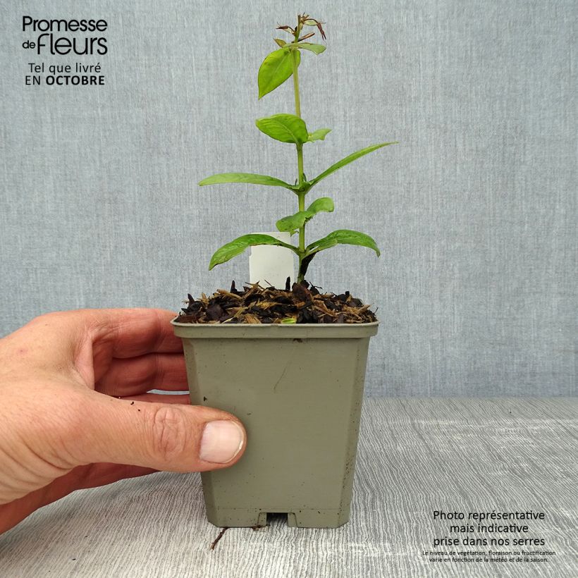 Ejemplar de Phlox paniculata Purple Flame Maceta de 8/9 cm entregado en otoño
